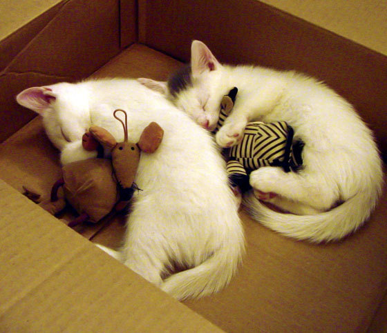 职业球员赛事周期过密影响恢复质量