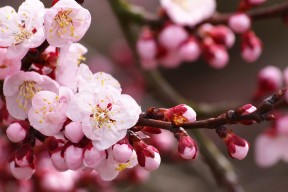 开云·体育官网APP下载-中国三人女篮打法多样 灵活应对对手战术，中国三人女篮规则