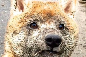 开云·体育官方网站入口-世界围棋赛棋风对比引发多国媒体关注，世界围棋赛事一览