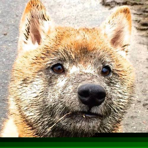 世界围棋赛棋风对比引发多国媒体关注,世界围棋赛事一览